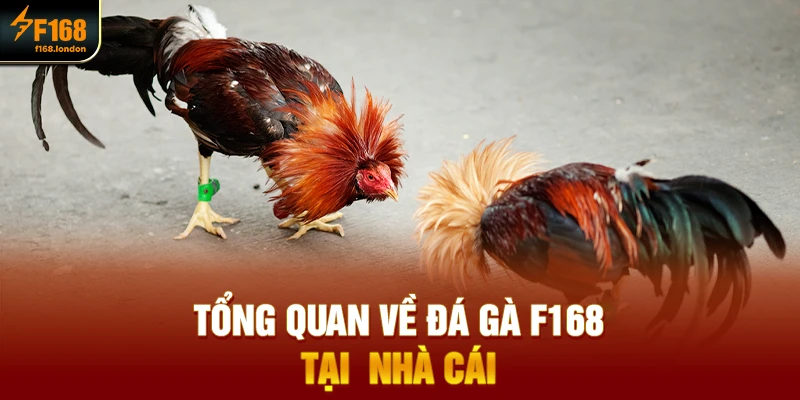Thông tin mới nhất về Đá gà f168 tại nhà cái - panda96